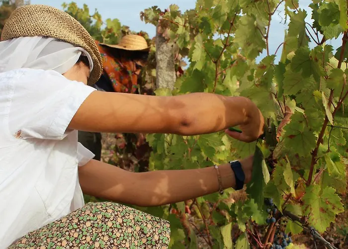 Quinta Do Crestelo شقة فندقية سيا