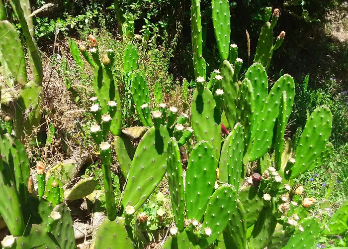 شقة فندقية Quinta Do Crestelo 4*